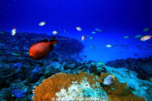 Turtle Bay -Balaclava -Republic Of Mauritius
Canon 7D by Linley Jean-Yves Bignoux 